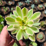 Aeonium arboreum albovariegatum