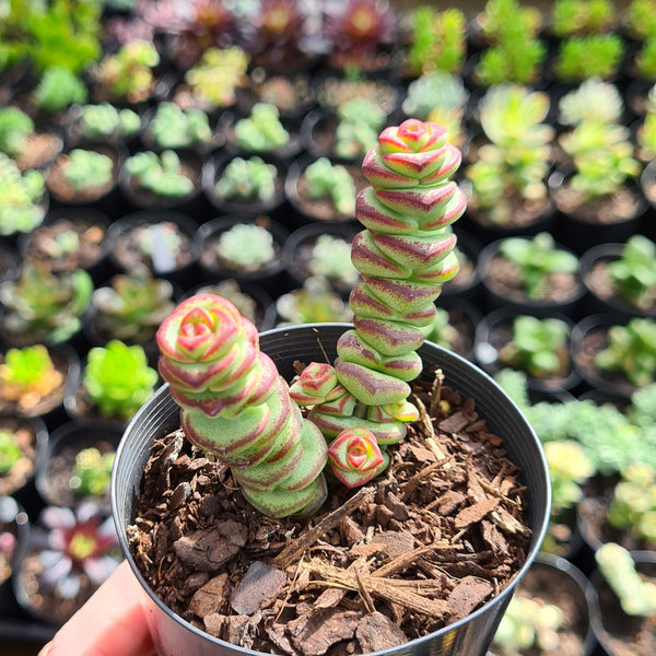 Crassula ‘Baby's Necklace’