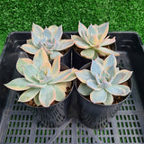 Echeveria subsessilis variegata