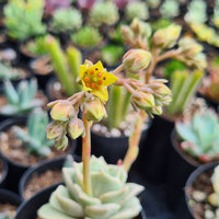 Graptoveria 'Lovely Rose'