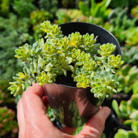 Sedum ‘Golden Rice’ variegated (limit x3 per order)