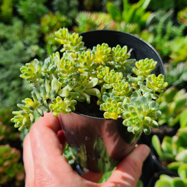 Sedum ‘Golden Rice’ variegated (limit x3 per order)