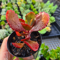 Kalanchoe sexangularis