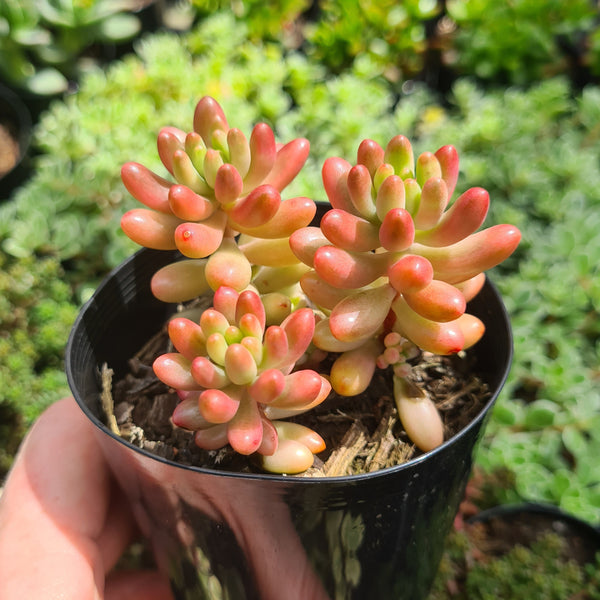 Sedum 'Pink Jelly Beans' aka 'Aurora'