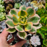 Aeonium ‘Sunburst’ (limit x1 per order)