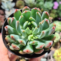 Echeveria 'Blue Elf'