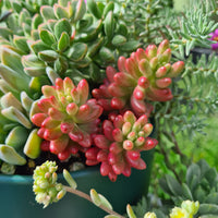 Sedum 'Pink Jelly Beans' aka 'Aurora'