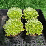 Aeonium 'Emerald Ice'(limit x2 per order)