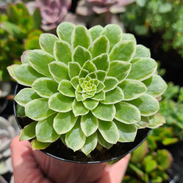 Aeonium 'Emerald Ice'(limit x2 per order)