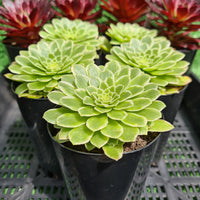 Aeonium 'Emerald Ice'(limit x2 per order)