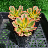 Aeonium ‘Sunburst’ (limit x1 per order)