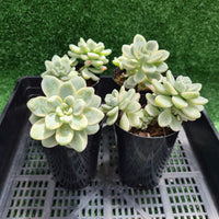 Sedum clavatum variegated multihead (limit x2 per order)