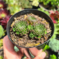 Rosularia platyphylla