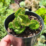 Euphorbia flanaganii f. cristata Crested Medusa's Head