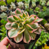 Aeonium ‘Sunburst’ crested