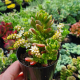 Sedum 'Joyce Tulloch'