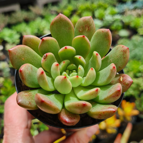 Graptoveria 'Pink Ruby' aka 'Bashful'