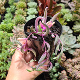 Othonna capensis variegated 'Opal Necklace' (limit x3 per order)