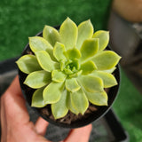 Sedeveria 'Markus' Yellow variegation