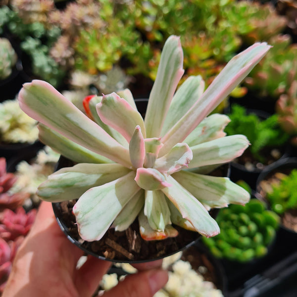 Echeveria hoveyi variegated (limit x1 per order)