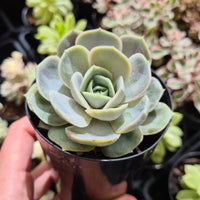 Echeveria 'Blue Surprise' aka 'Andrew's Choice'