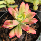 Echeveria 'Golden Nugget'