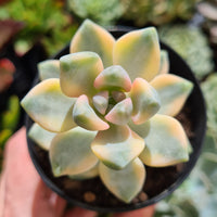 Graptopetalum paraguayense ssp. bernalense variegated (limit x2 per order)