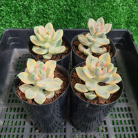 Graptopetalum paraguayense ssp. bernalense variegated (limit x2 per order)