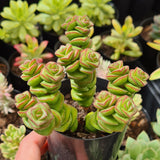 Crassula 'Jade Necklace'