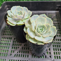 Echeveria 'Blue Surprise' aka 'Andrew's Choice'