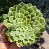 Aeonium 'Emerald Ice'(limit x2 per order)