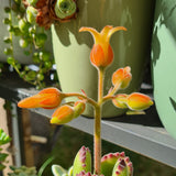 Cotyledon tomentosa ‘Bear's Paw’