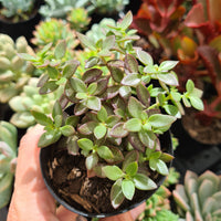 Crassula volkensii