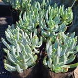 Senecio ‘Dwarf Blue Chalksticks’ CLUSTER