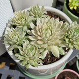Sempervivum 'Gold Dust' variegated (limit x2 per order)