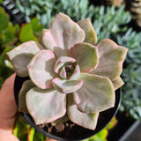 Graptoveria 'Mrs Richards' variegated (limit x1 per order)