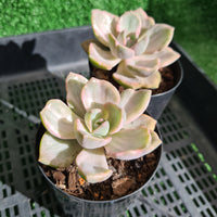 Graptoveria 'Mrs Richards' variegated (limit x1 per order)