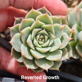 Graptoveria 'Margaret Reppin' variegated (also sold as E. 'halbingeri' variegated) (limit x2 per order)