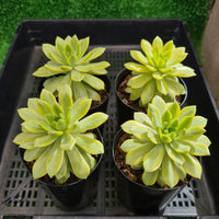 Sedeveria 'Markus' Yellow variegation