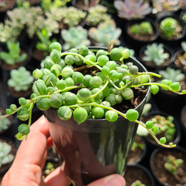 Curio rowleyanus variegata 'Variegated String of Pearls'