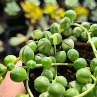 Curio rowleyanus variegata 'Variegated String of Pearls'