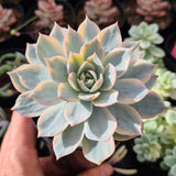 Echeveria subsessilis variegata