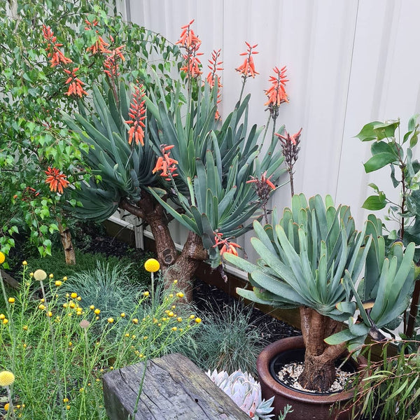 Kumara plicatilis 'Fan Aloe' succulent