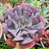 Echeveria ‘Cubic Frost’ succulent 