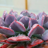 Echeveria ‘Cubic Frost’ succulent 