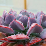 Echeveria ‘Cubic Frost’ succulent 