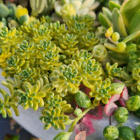 Sedum ‘Golden Rice’ variegated (limit x3 per order)